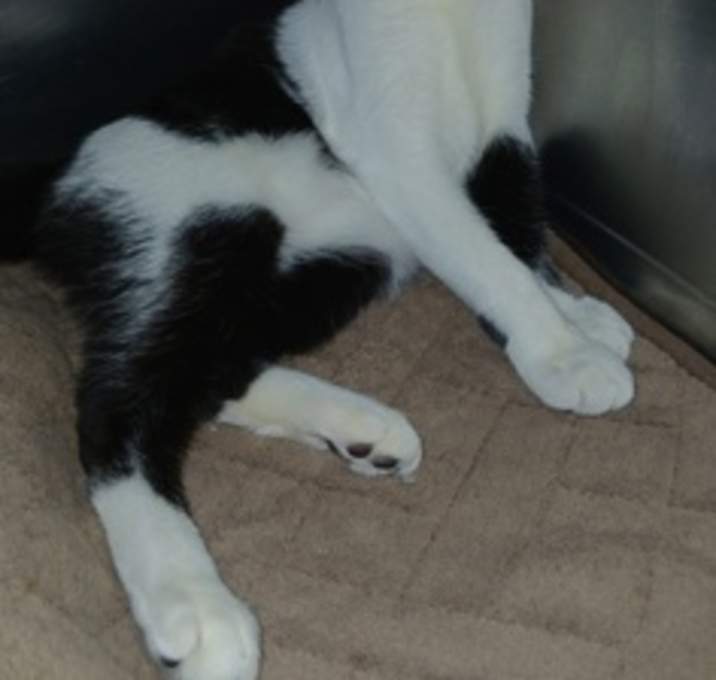 Photo of Yzma