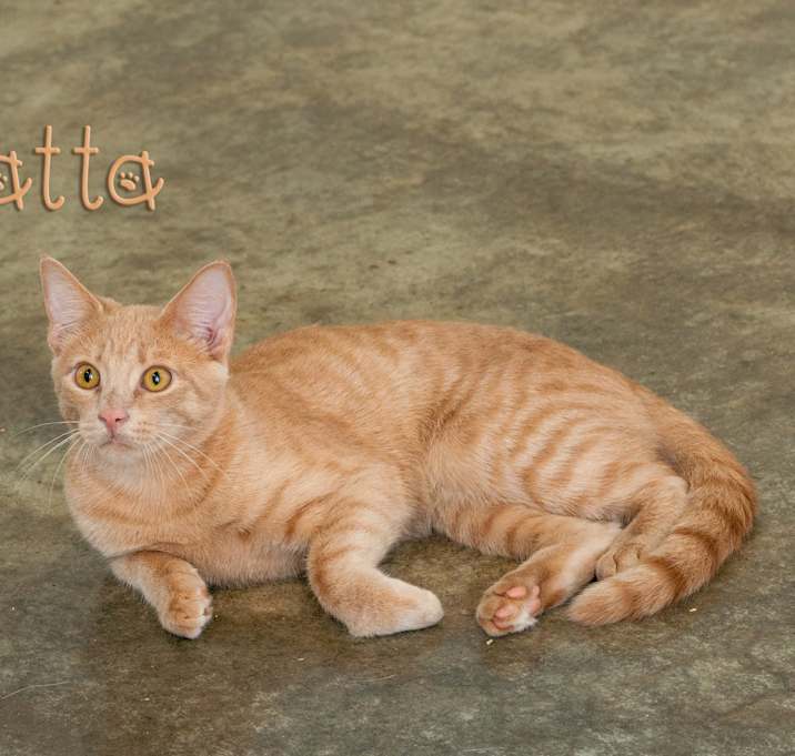 Photo of Katta
