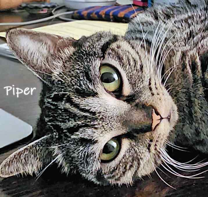 Photo of Piper