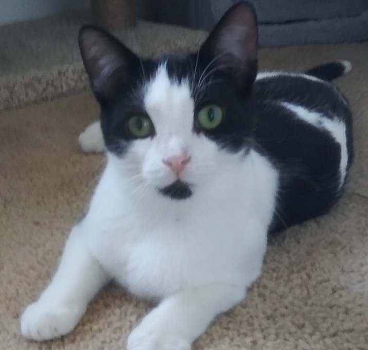 Photo of Bo