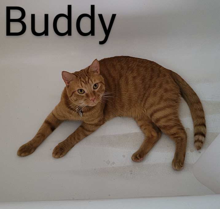 Photo of Buddy