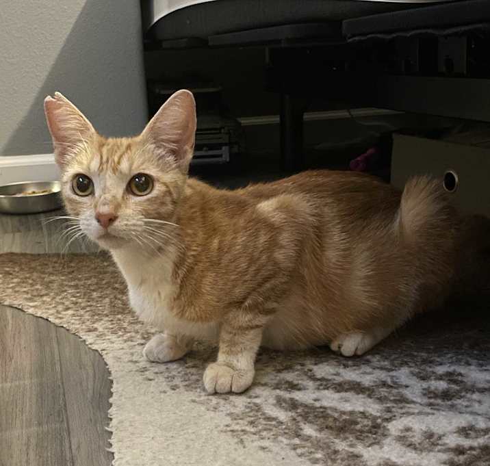 Photo of Tails