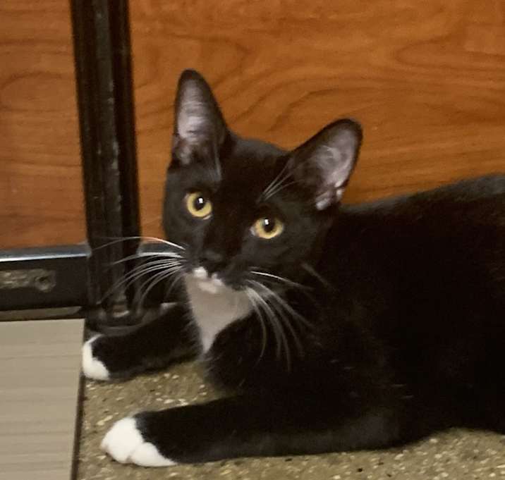 Photo of Julius