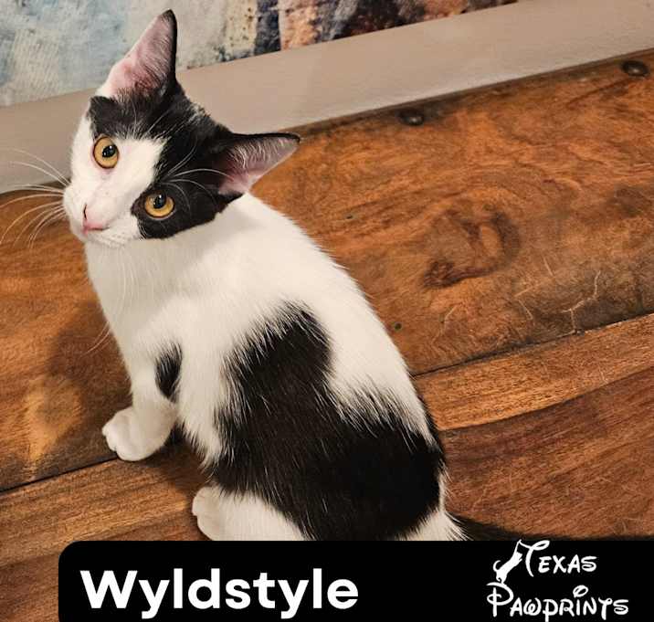 Photo of Wyldstyle