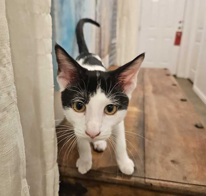 Photo of Emmett