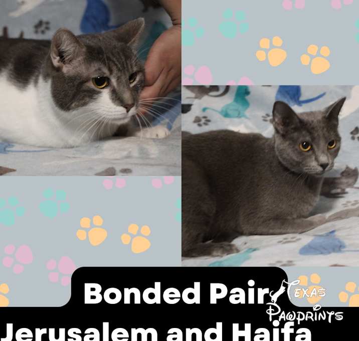 Photo of Bonded Jerusalem & Haif