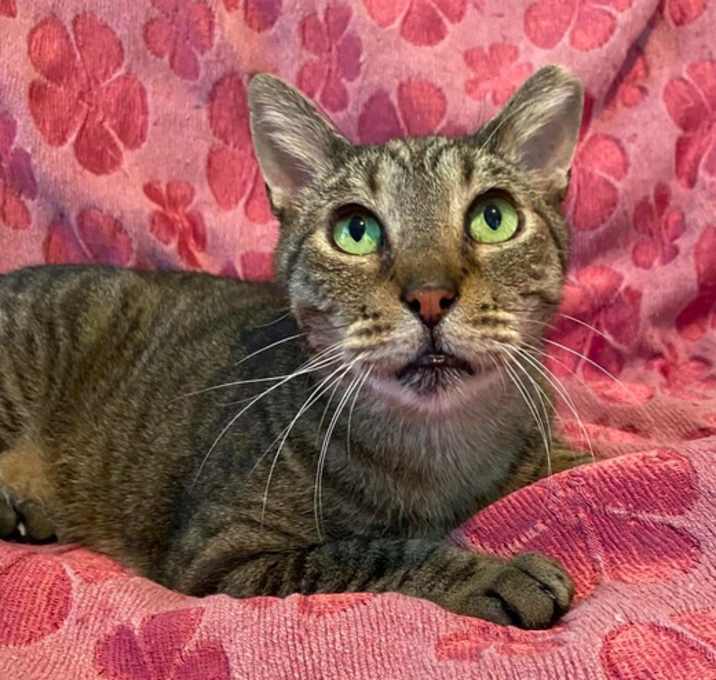 Photo of Apollo