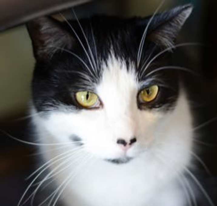 Photo of Shine