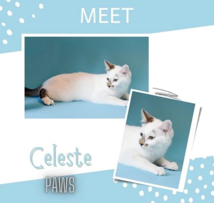 Photo of Celeste