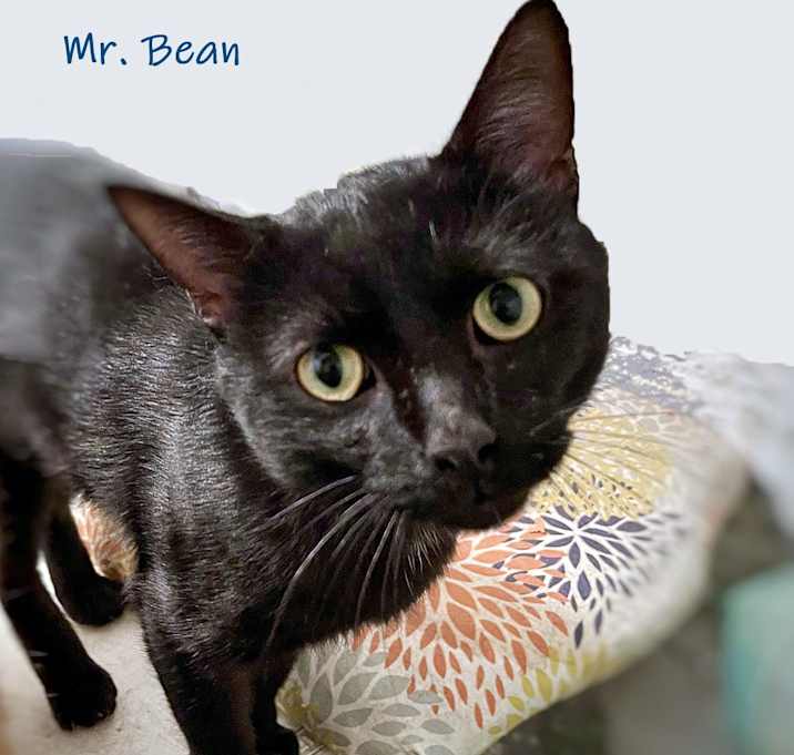 Photo of Mr Bean