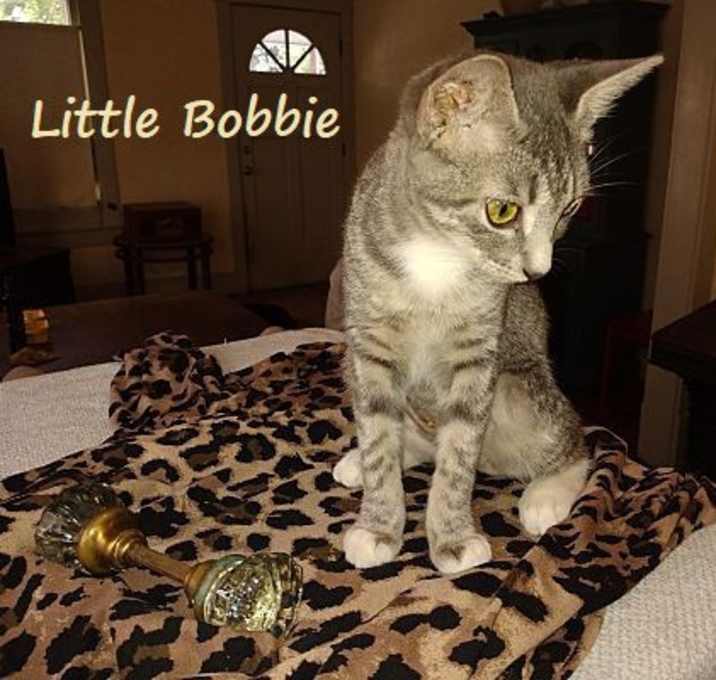 Photo of Little Bobbie #bestie-of-Tango