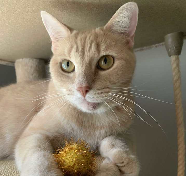 Photo of Chai
