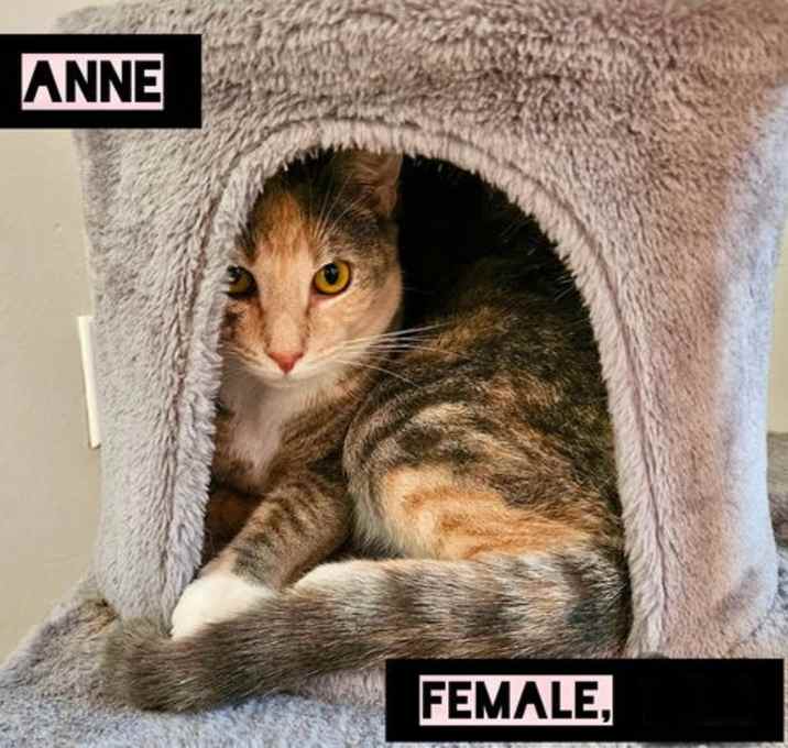 Photo of Anne
