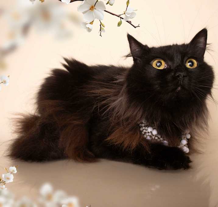 Photo of SERENA