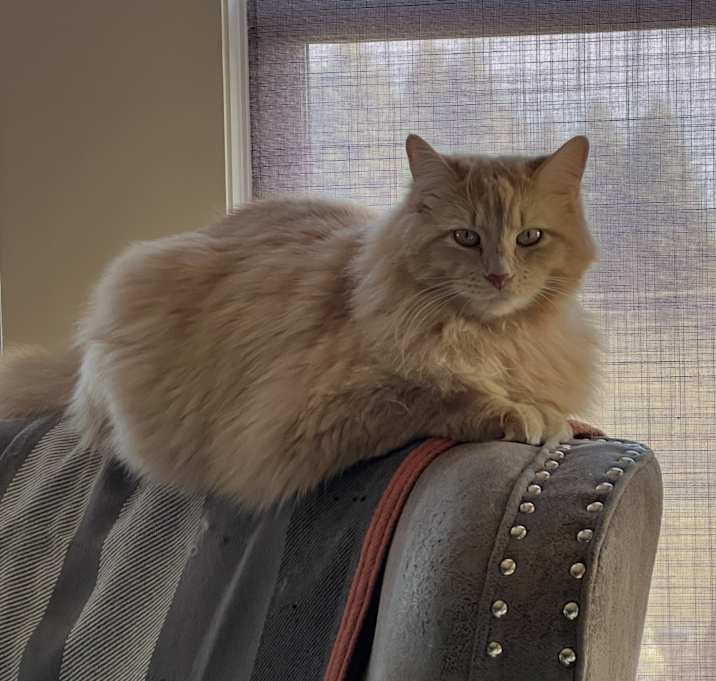 Photo of Josie