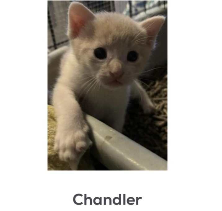 Photo of Chandler