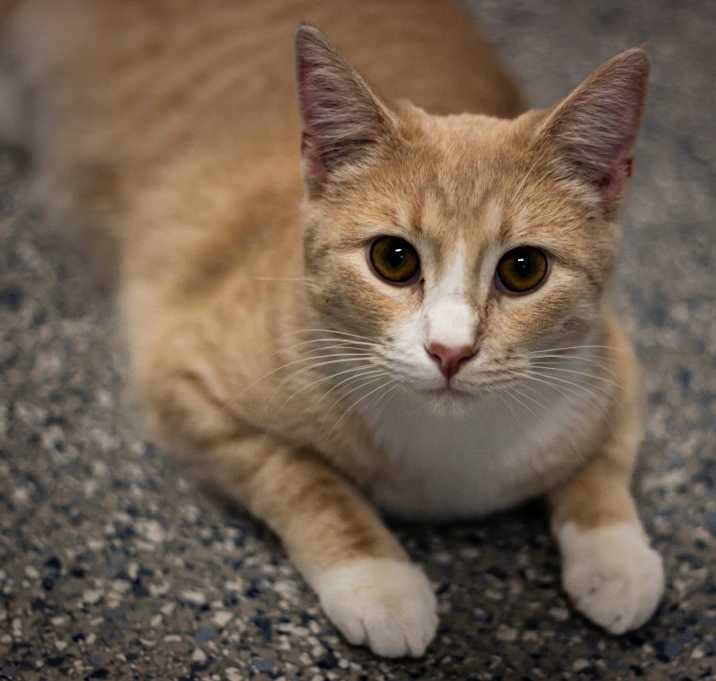 Photo of Weasley