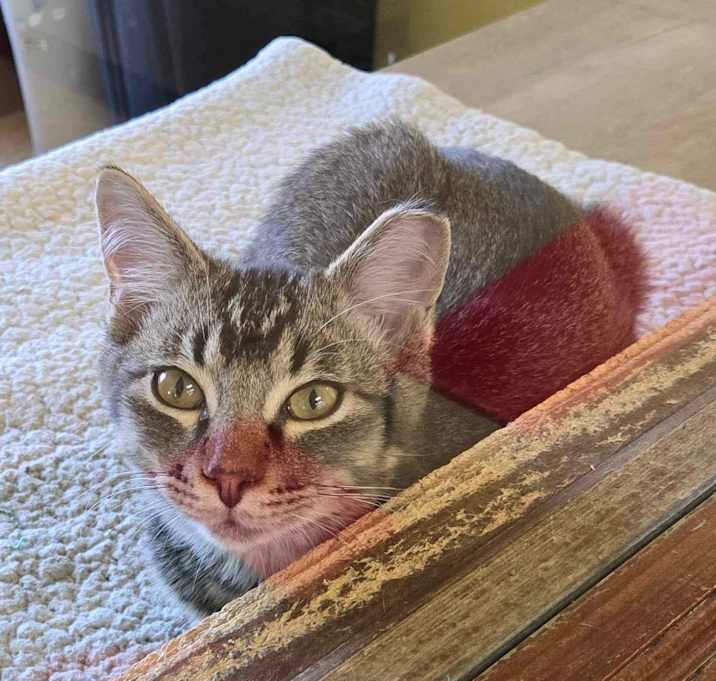 Photo of Frankie