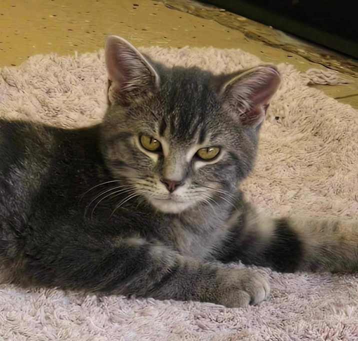 Photo of Finley