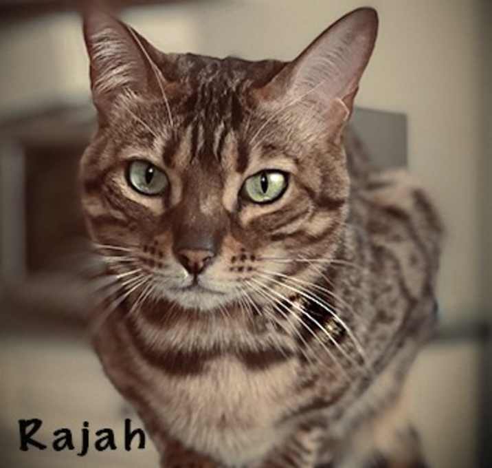 Photo of Rajah