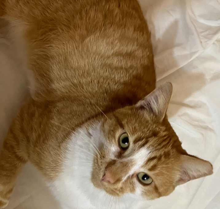 Photo of Love Bug