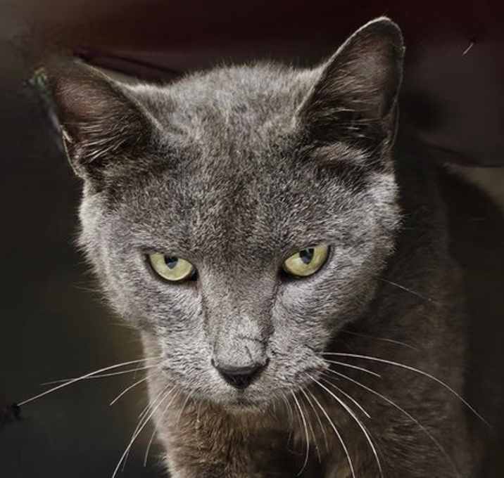 Photo of Kota