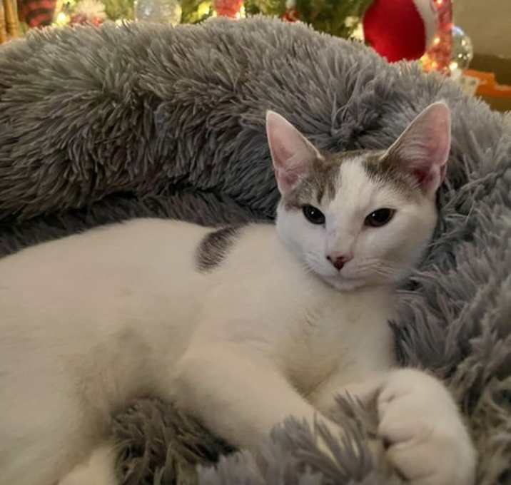 Photo of Lil Pea