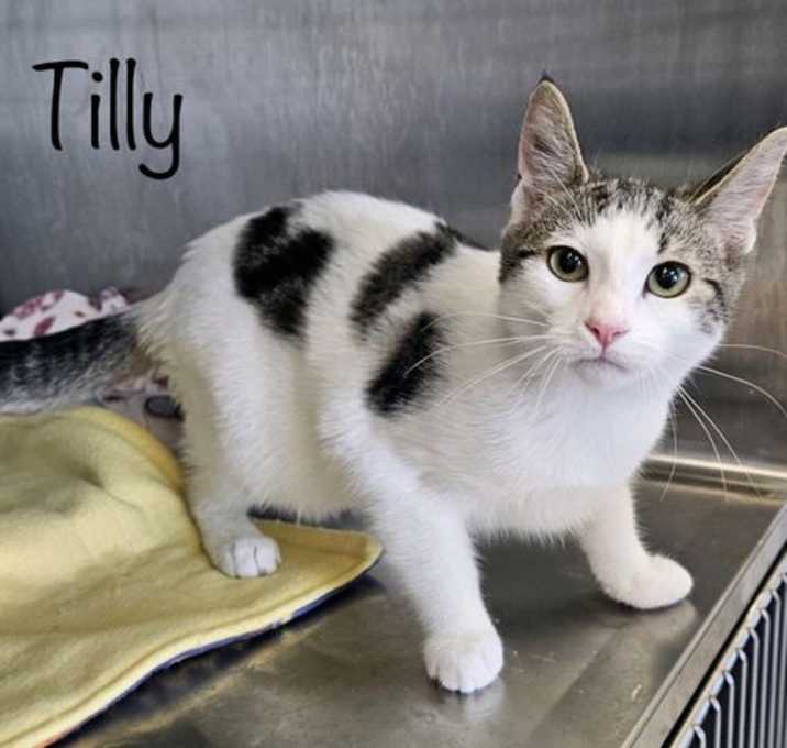 Photo of Tilly