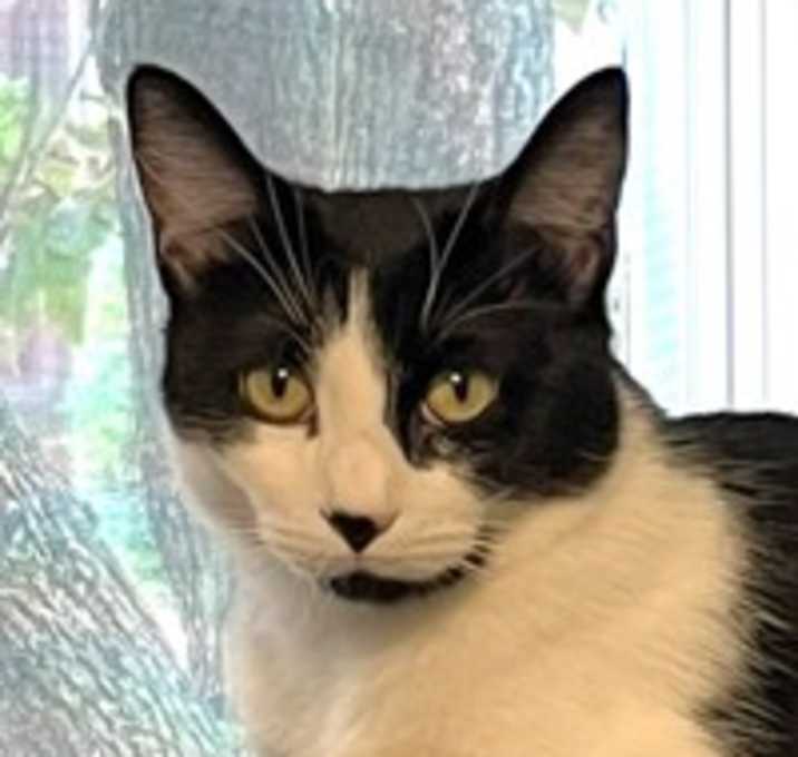 Photo of Blossom
