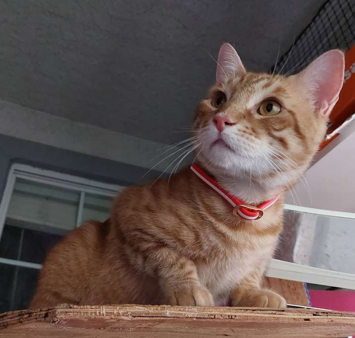 Photo of Marv