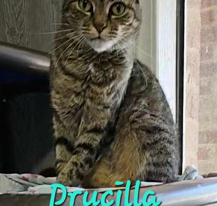 Photo of Drucilla