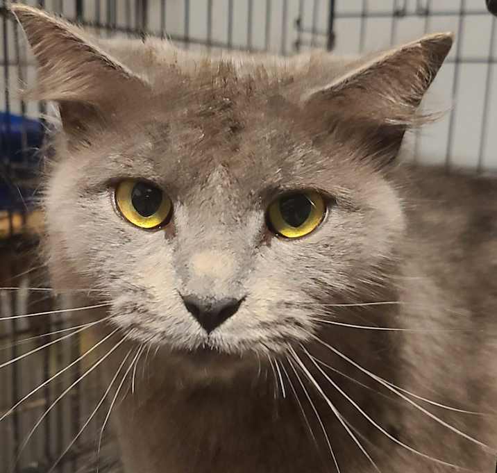 Photo of Smokey