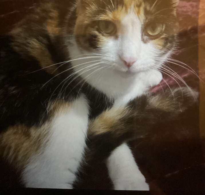Photo of Honey