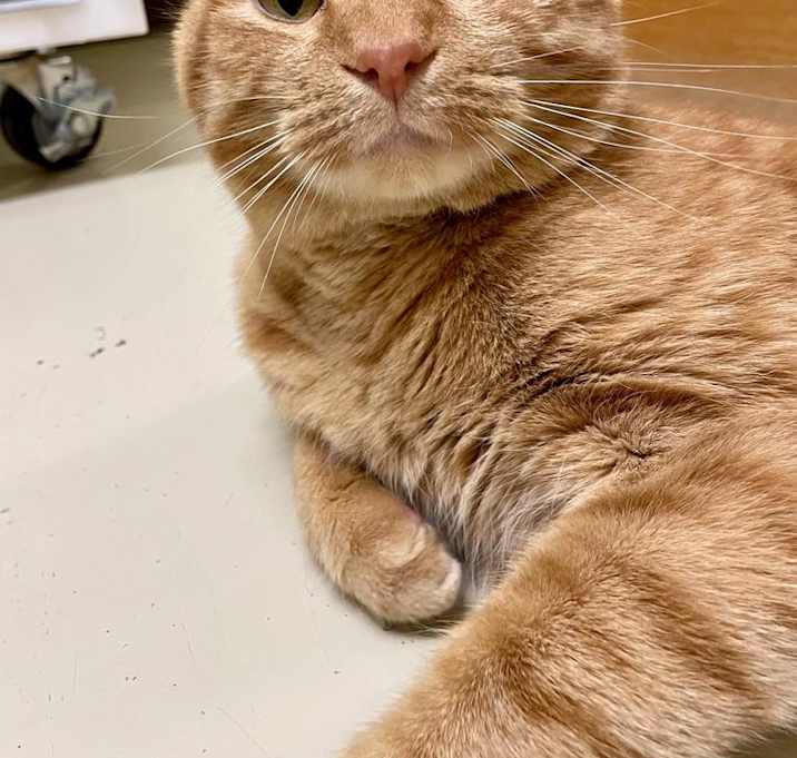 Photo of Neville