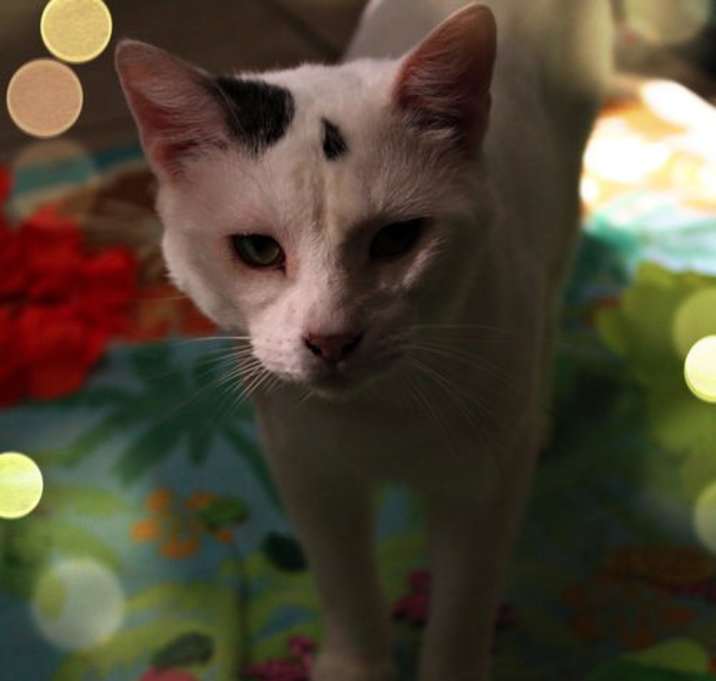 Photo of Pepper