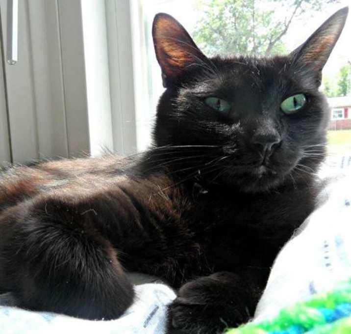 Photo of Sheba (fka Momma)