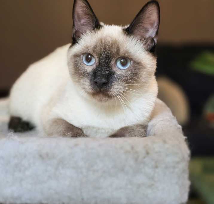 Photo of Briar