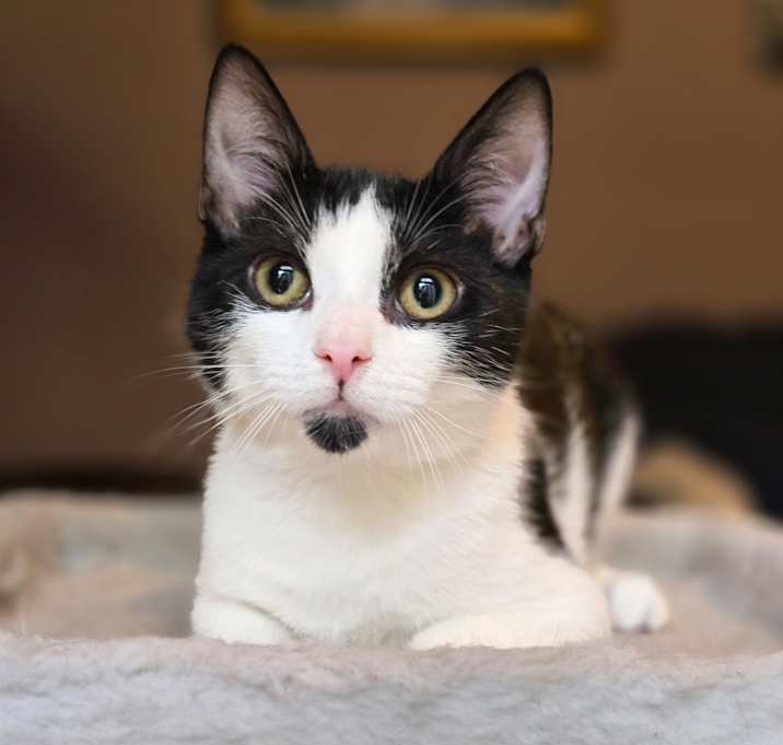 Photo of Patch