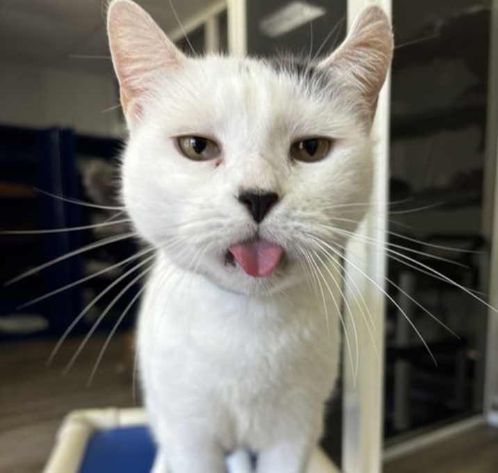 Photo of BT (Black Tail)