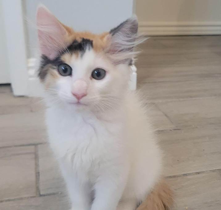 Photo of Bella