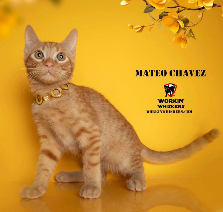 Photo of MATEO CHAVEZ