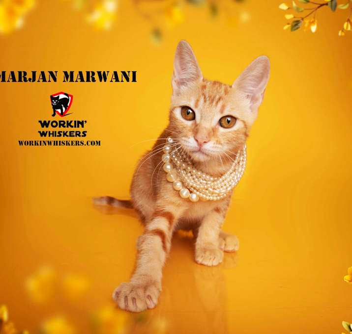 Photo of MARJAN MARWANI