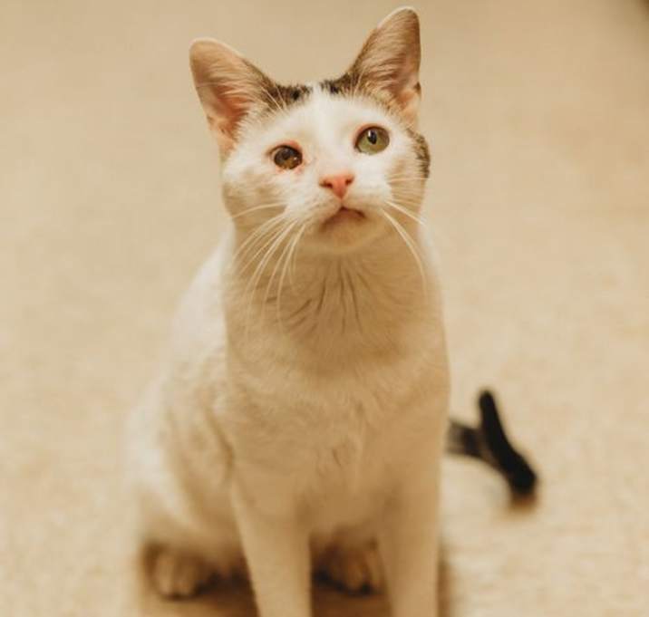 Photo of Angel