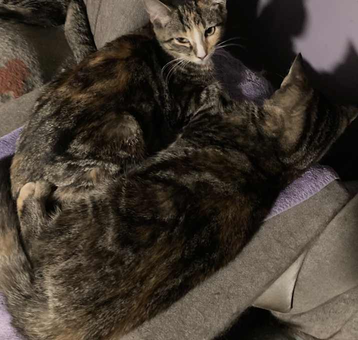 Photo of Mango bonded(see description)