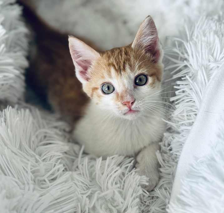 Photo of Merlin