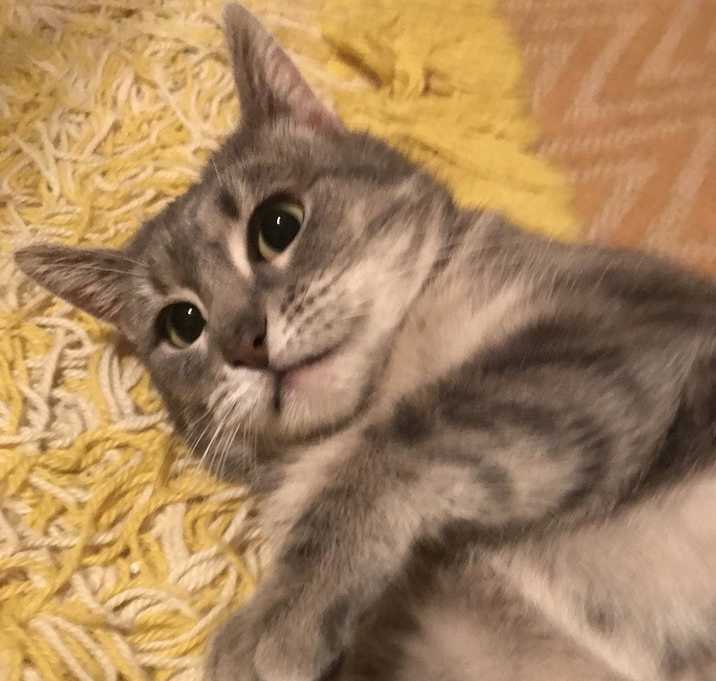 Photo of Greycie