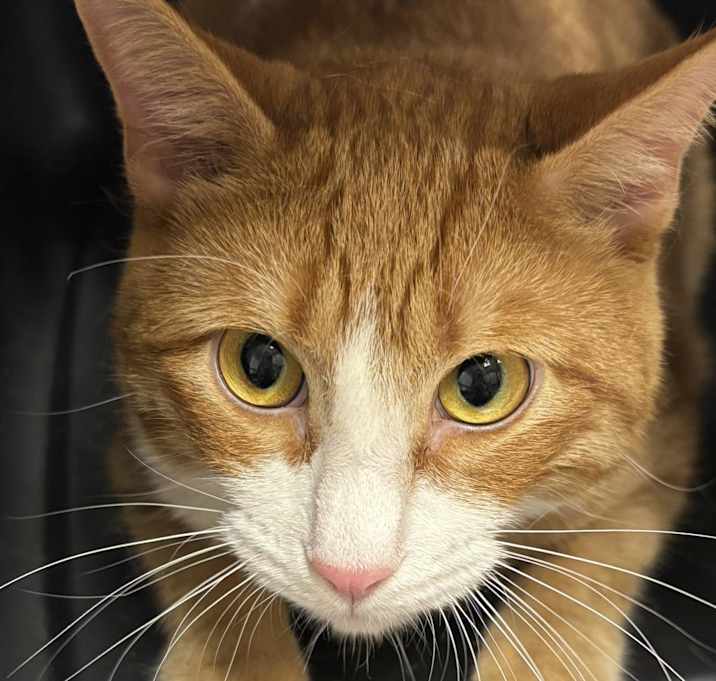 Photo of Macaroni