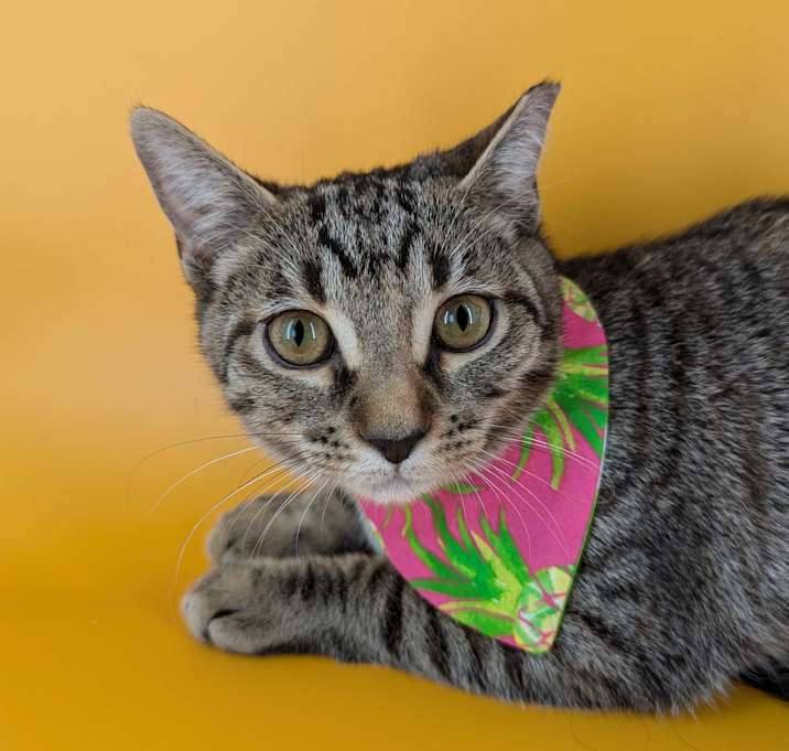 Photo of Sweeney (Itty Bitty Litter)