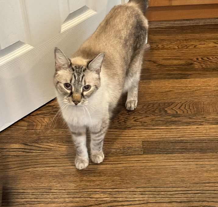 Photo of Shen