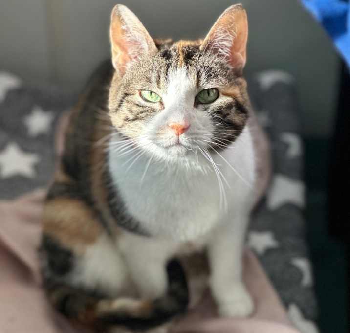 Photo of Squeaker